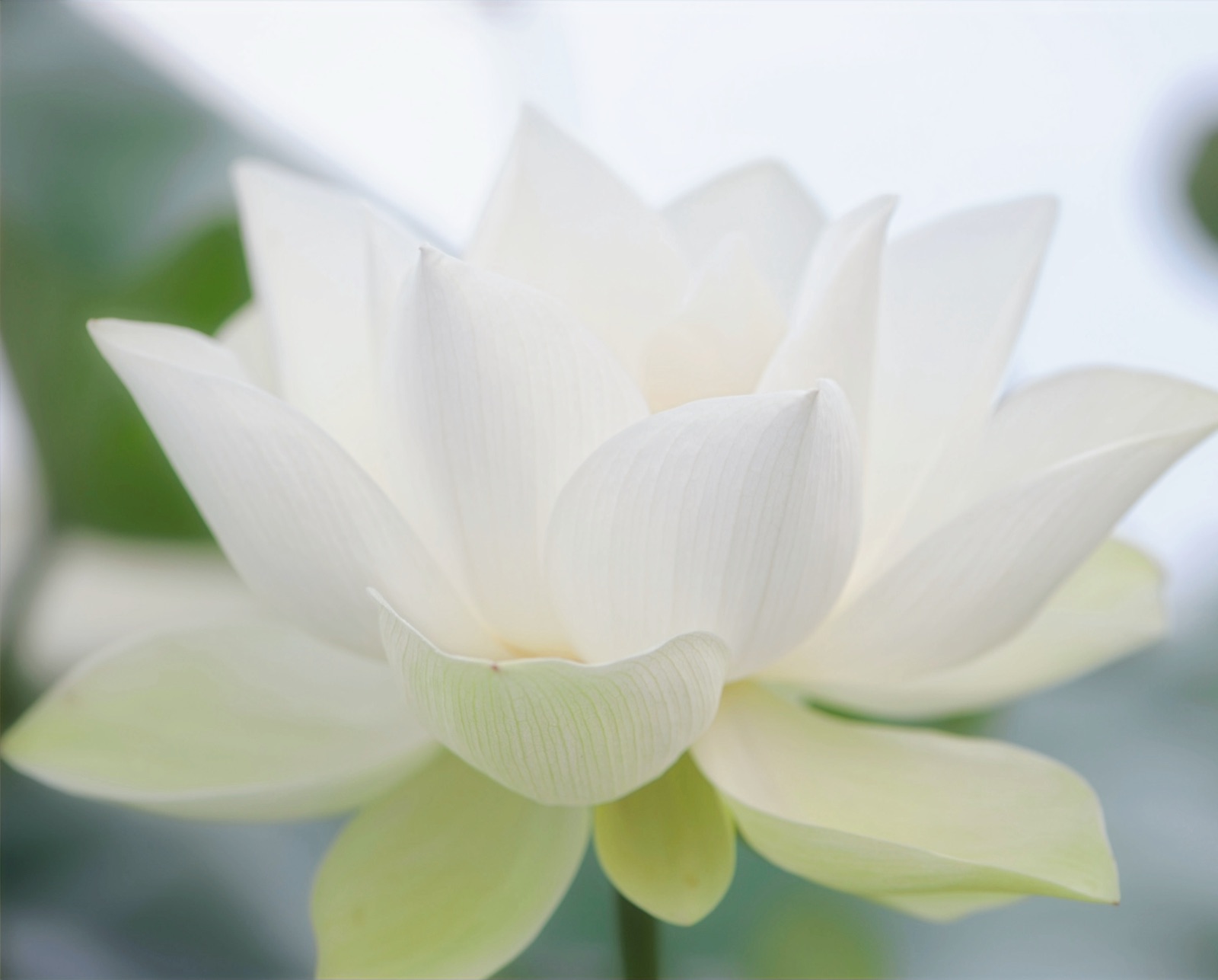 A white lotus flower in bloom